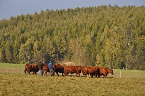 Kühe auf der Weide treiben